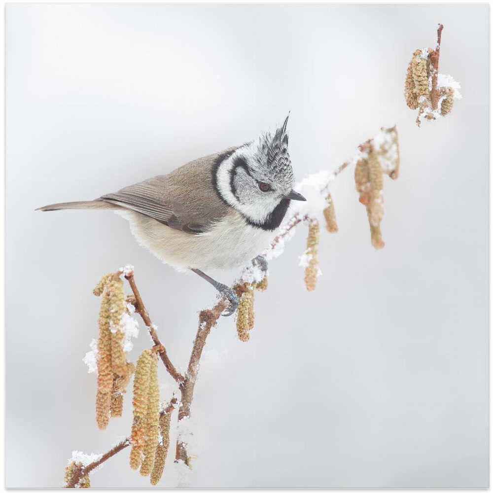 It is winter in Holland.