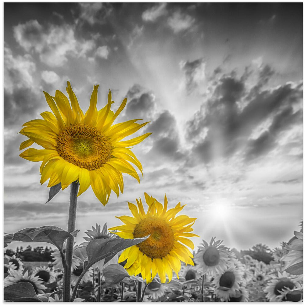 Focus on two sunflowers