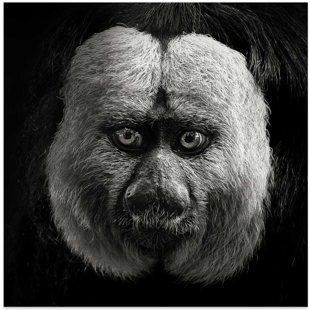 White-Faced Saki