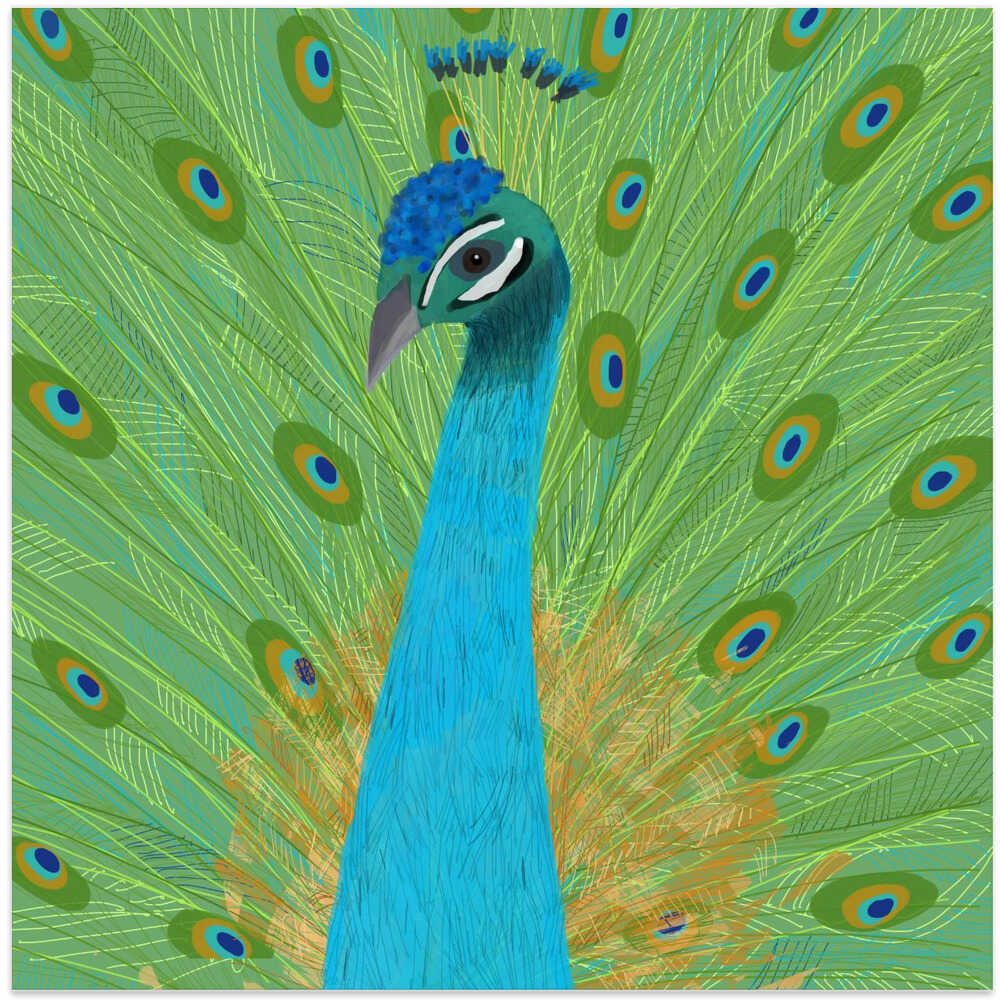 Proud Peacock with Feathers by Artist Carla Daly