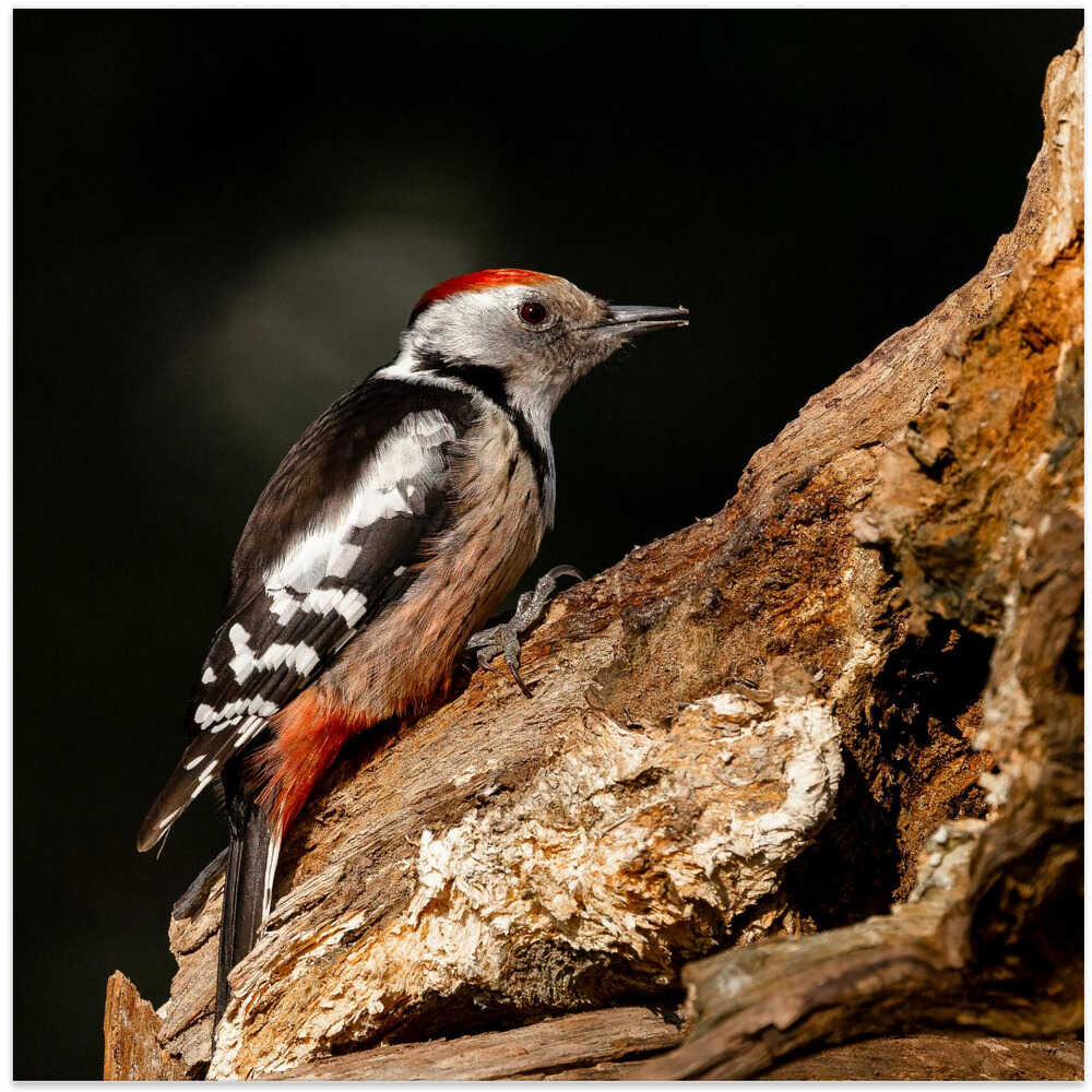 Woodpecker in autumn.