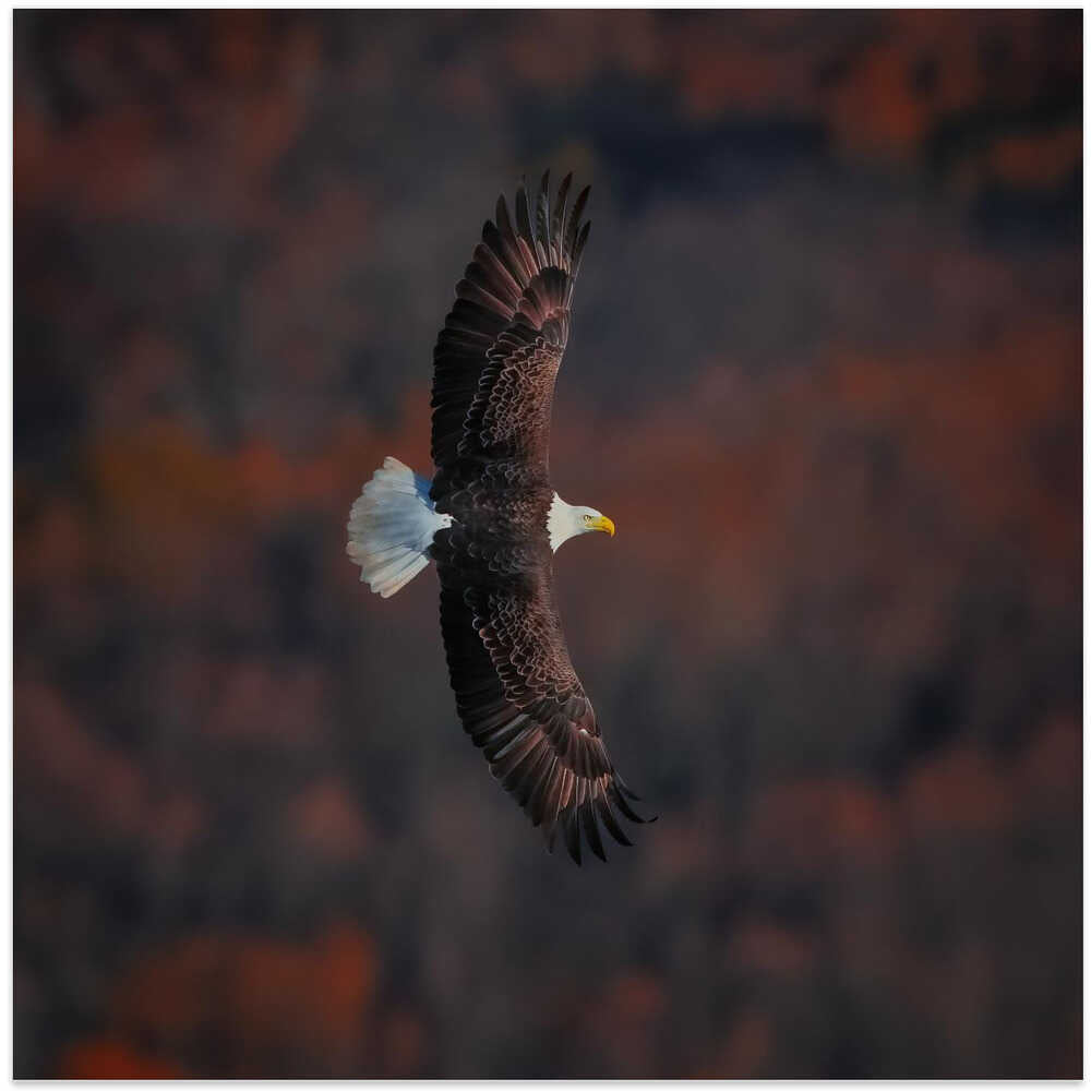 Bald Eagle
