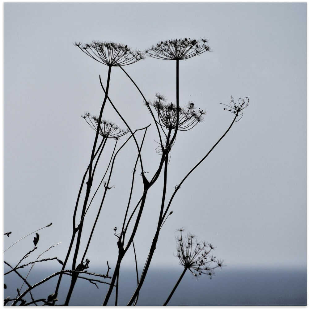 Seed Head Silouettes