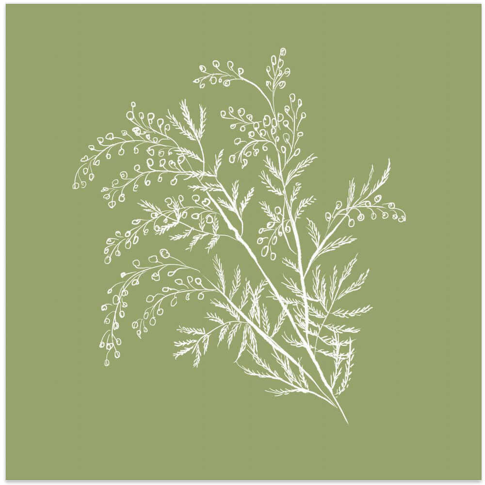 Acacia Botanical Branch