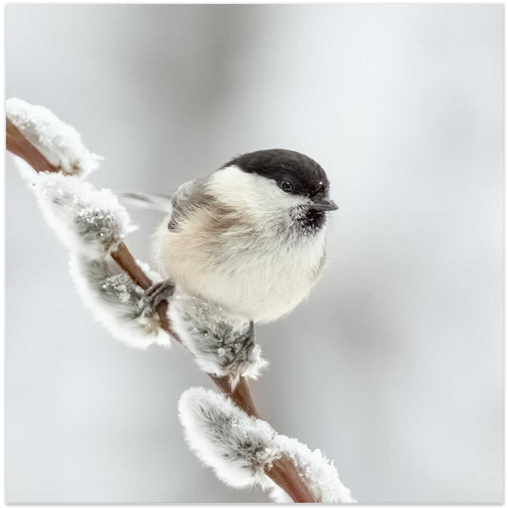 Willow tit in winter.