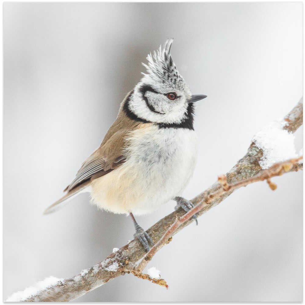 A little crested tit.