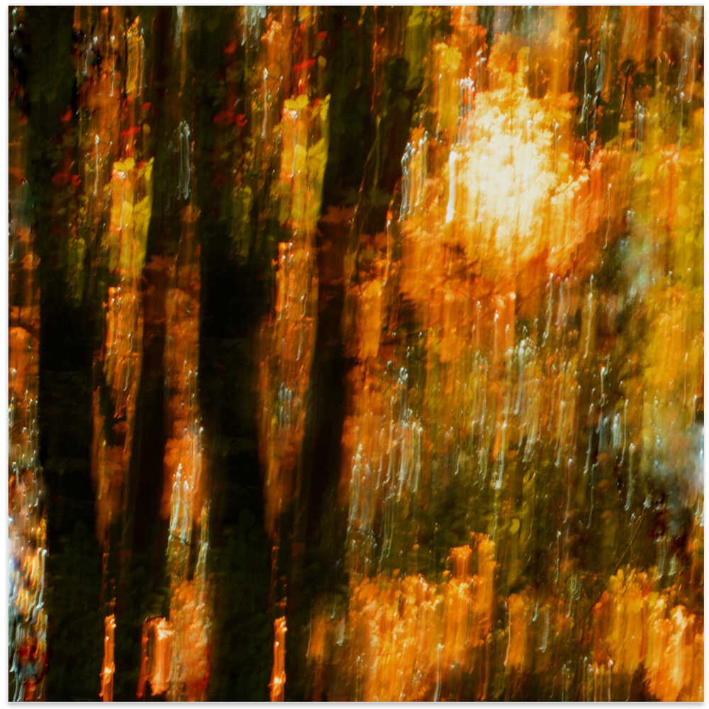 Blazing Autumn Tapestry