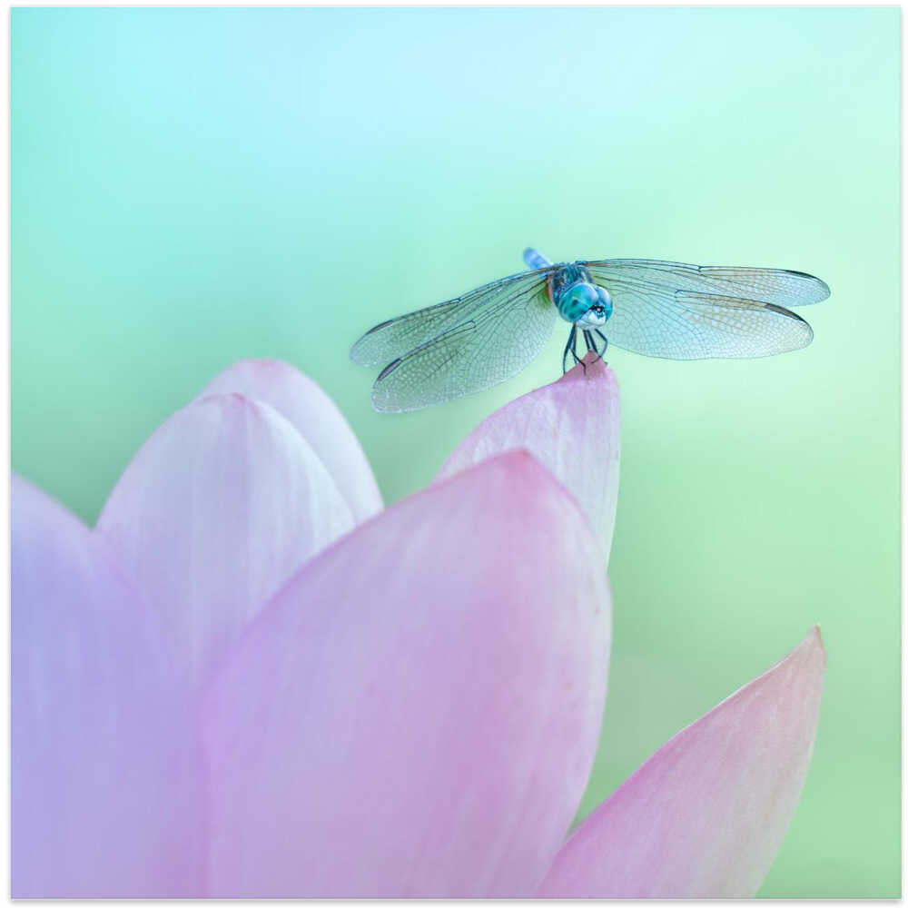 Lotus and the Sky Dancer