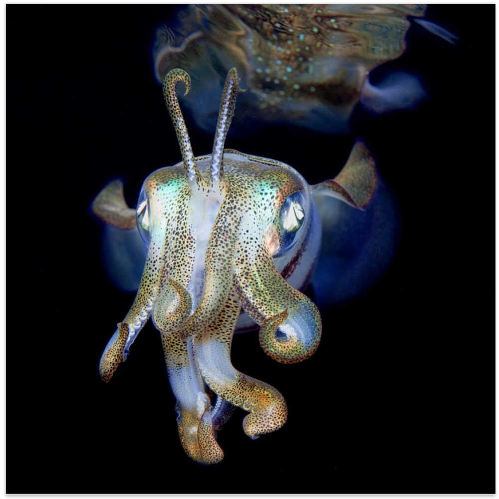 Let me introduce myself - little ghost)