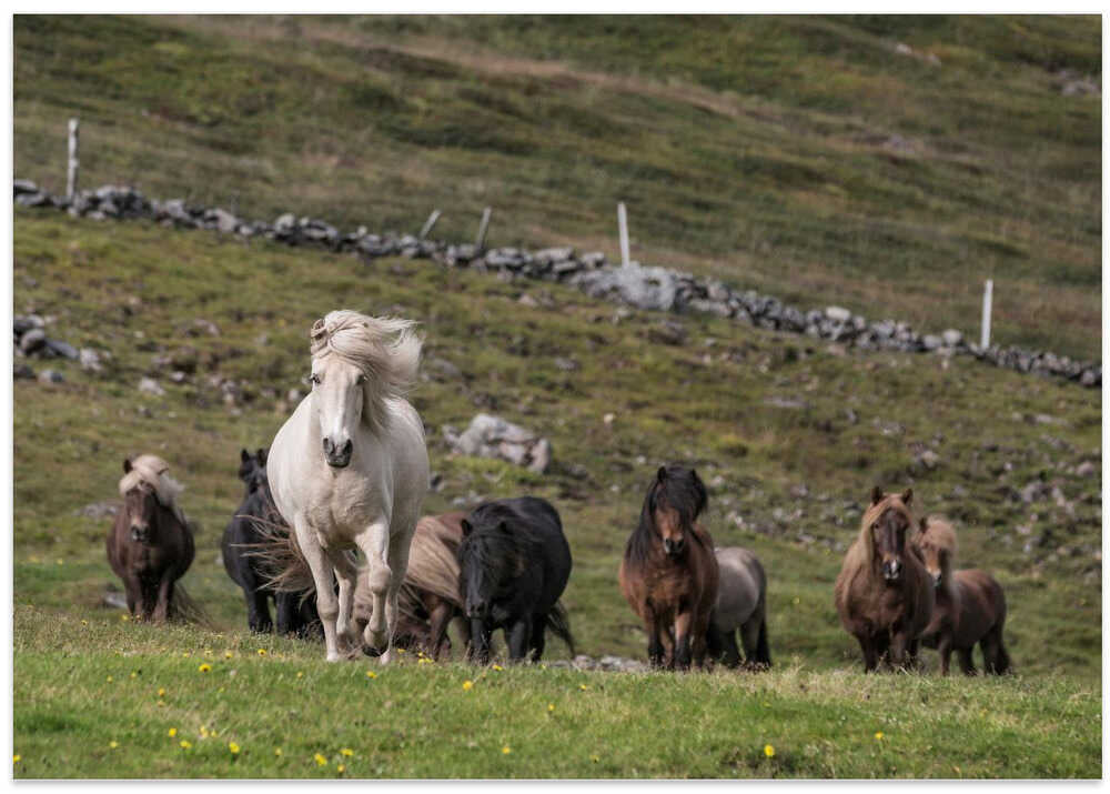 Bragi Ingibergsson - BRIN