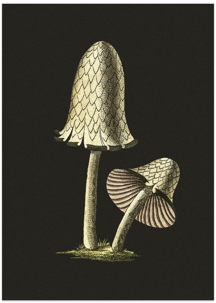 Biodiversity Heritage Library