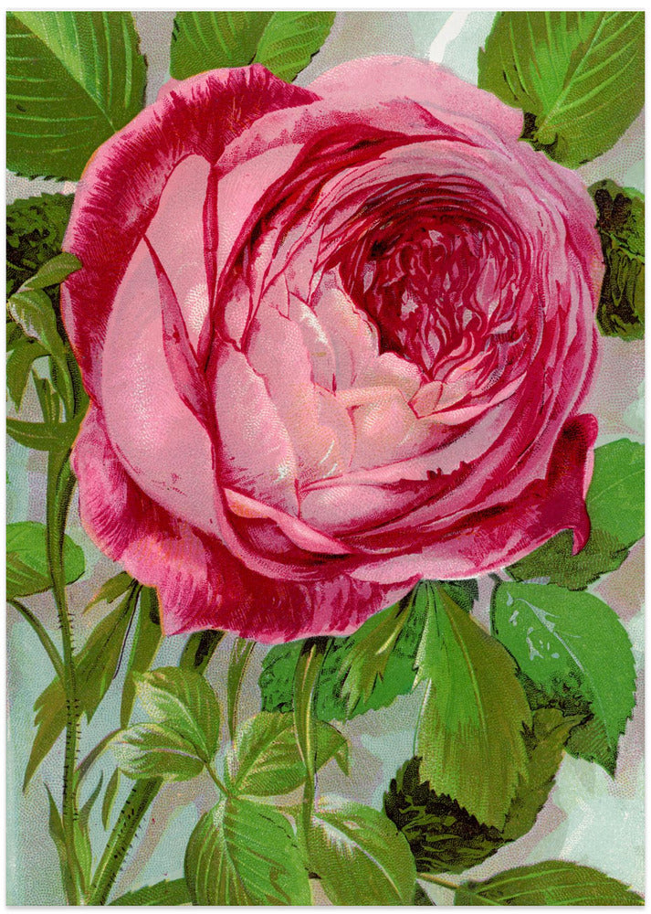 Botanical Specimen Rochester Lithographing