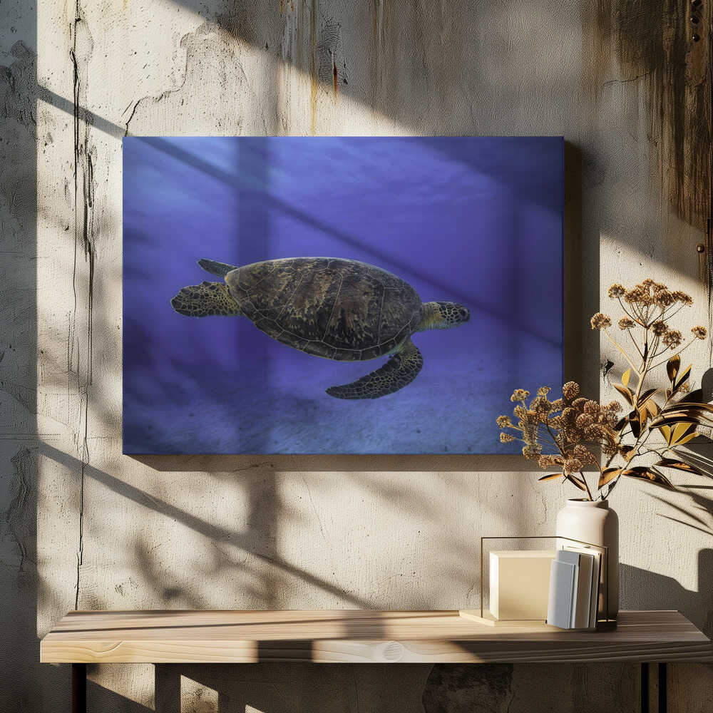 Green turtle in the blue