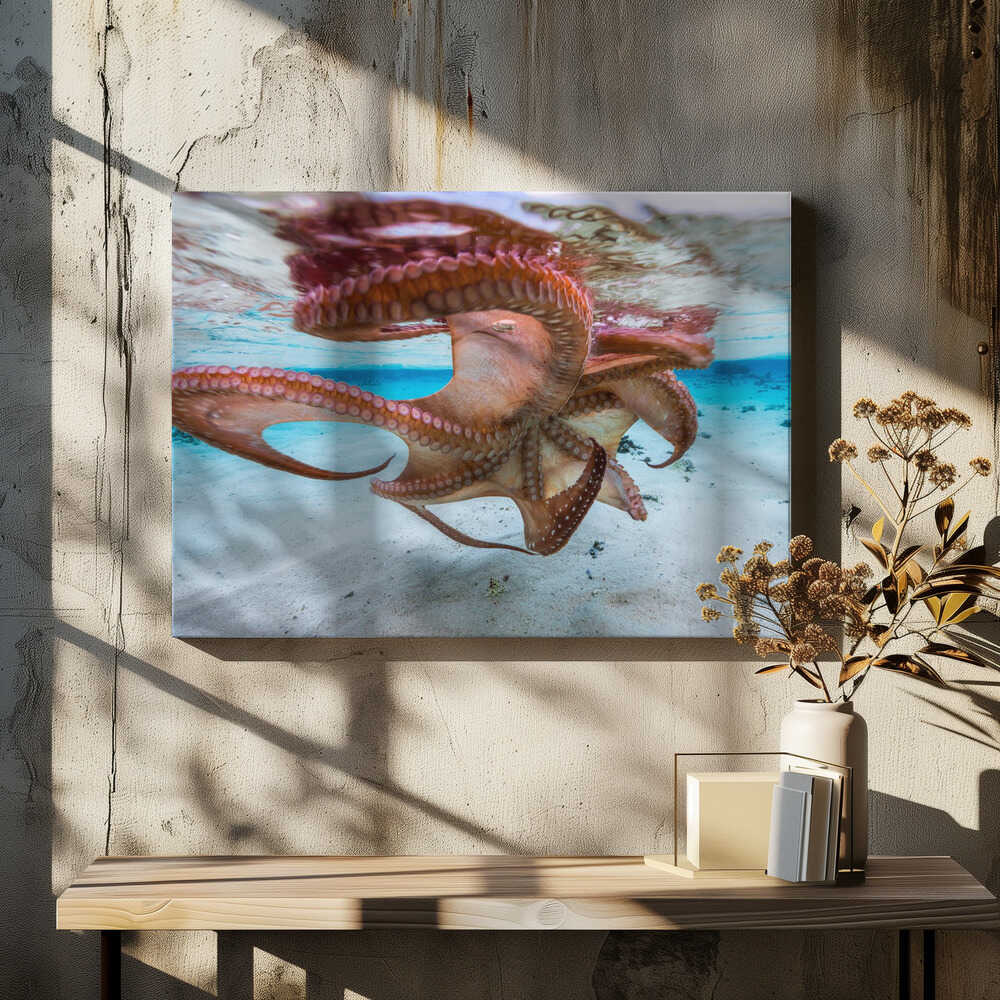 The octopus underside