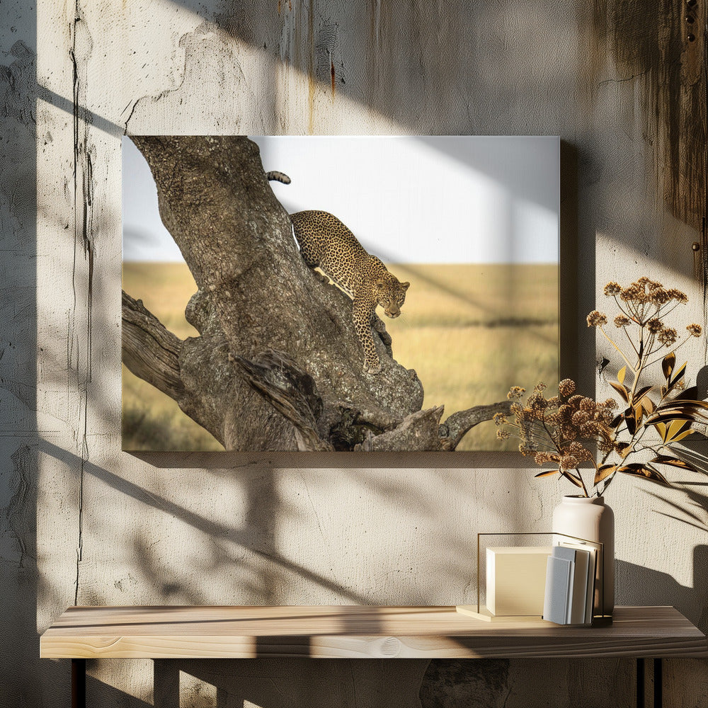 Leopard - Serengheti, Tanzania