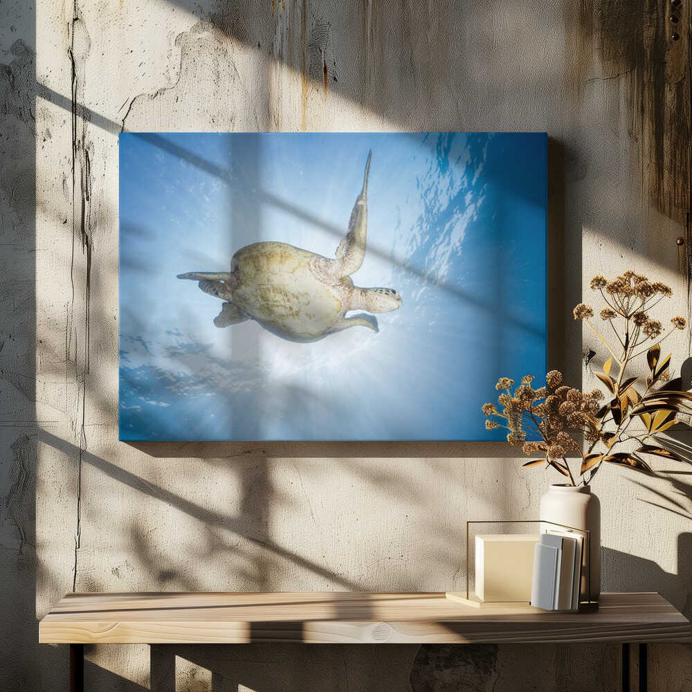 Sea Turtle - Green turtle