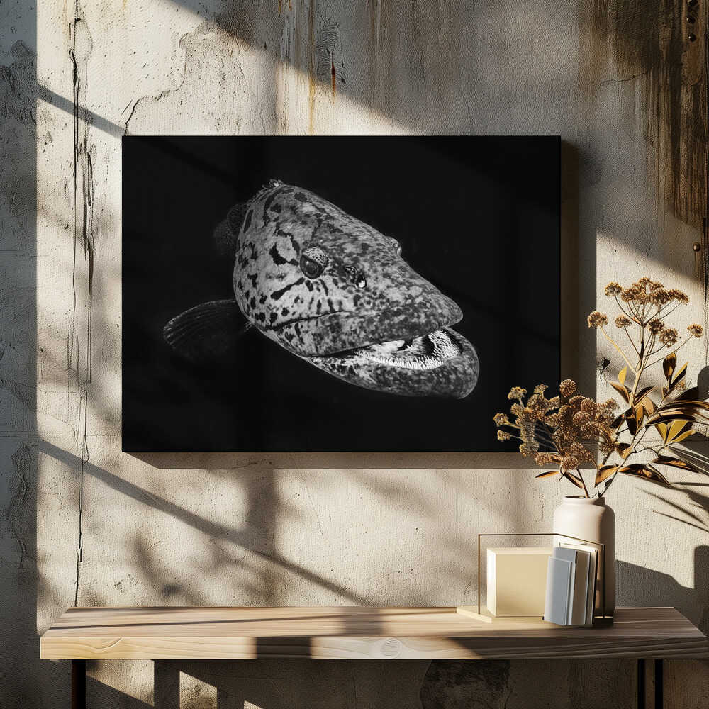 Potato grouper : Black  & White