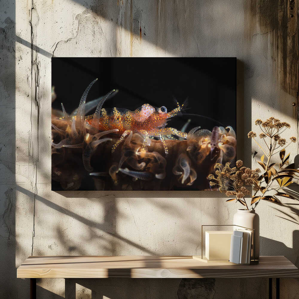 Zanzibar whip coral shrimp