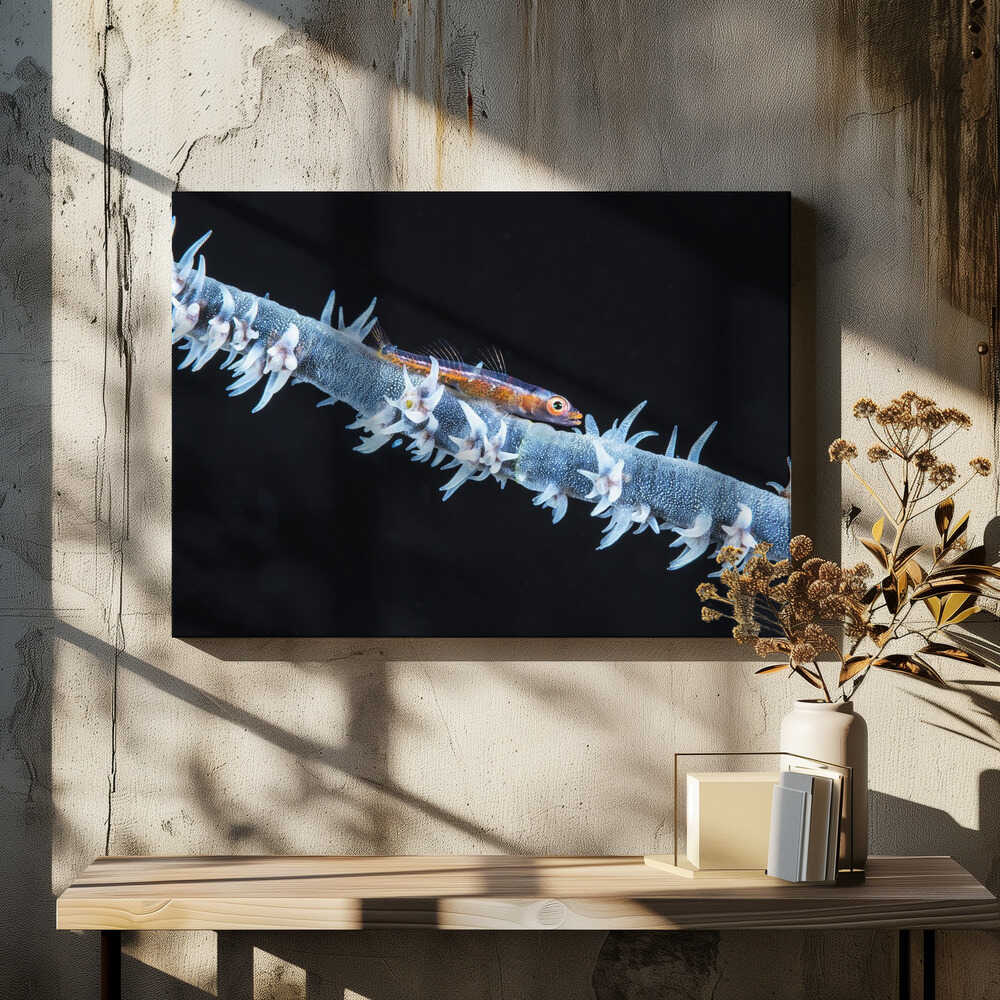 Whip coral  and its goby of the mesophotic zone