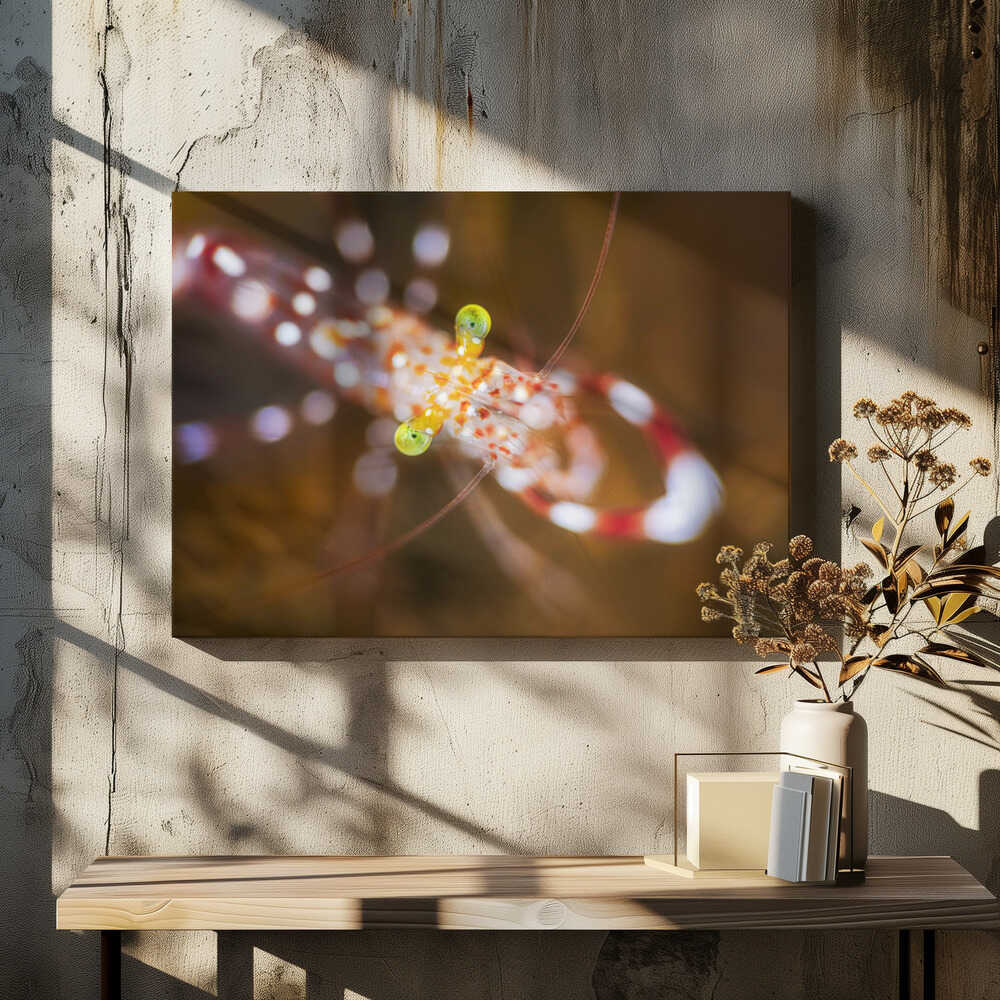 Close up : Anton Bruun cleaner shrimp