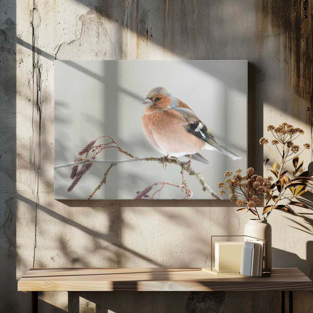 A common chaffin with snow light