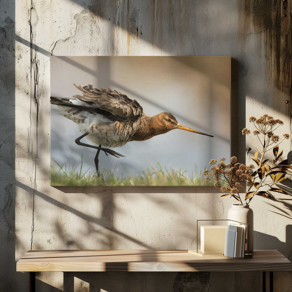 our national bird....the godwit