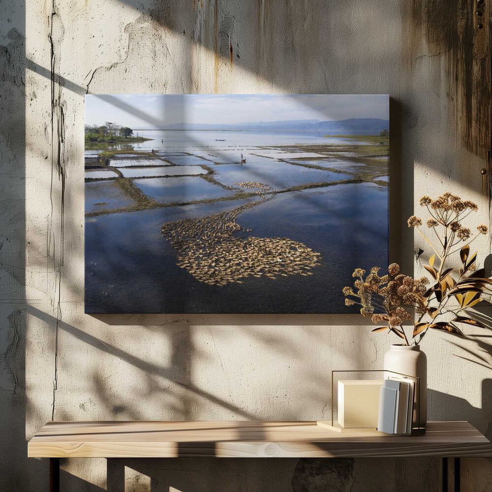 Thousands of ducks herded