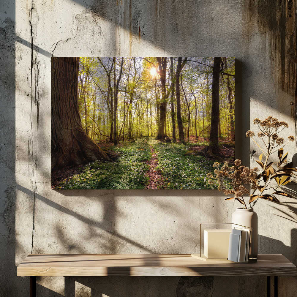 Spring in the beech forest