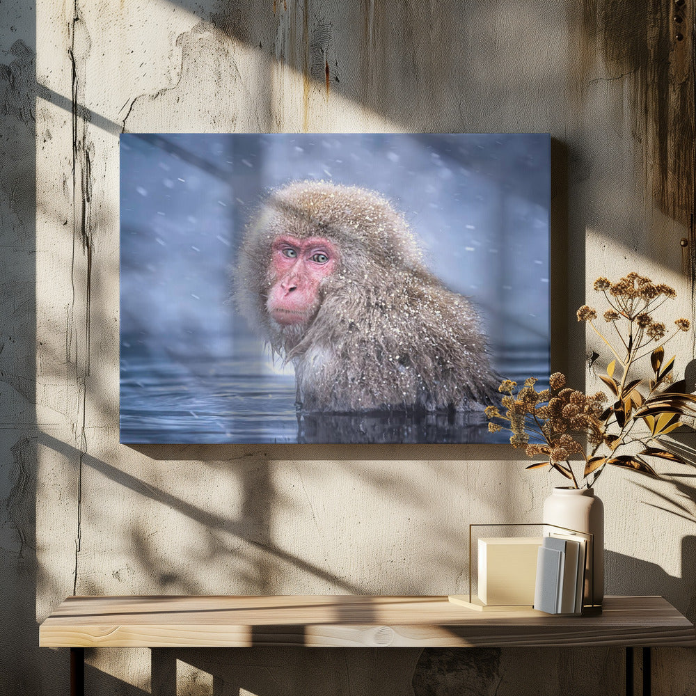 Art Prints of Snow Monkey