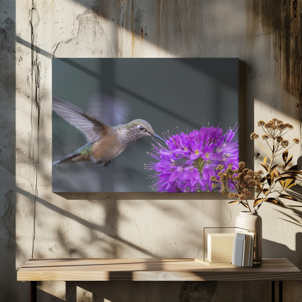 Art Prints of rufous hummingbird