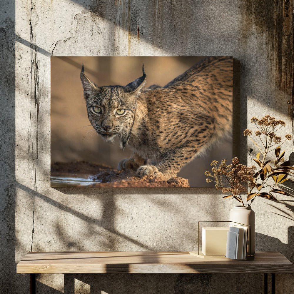 Art Prints of Wild Iberian Lynx