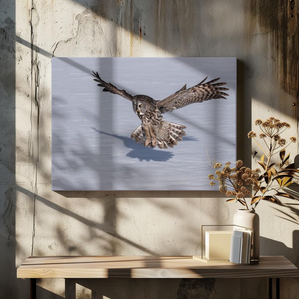 Art Prints of Great Grey Owl