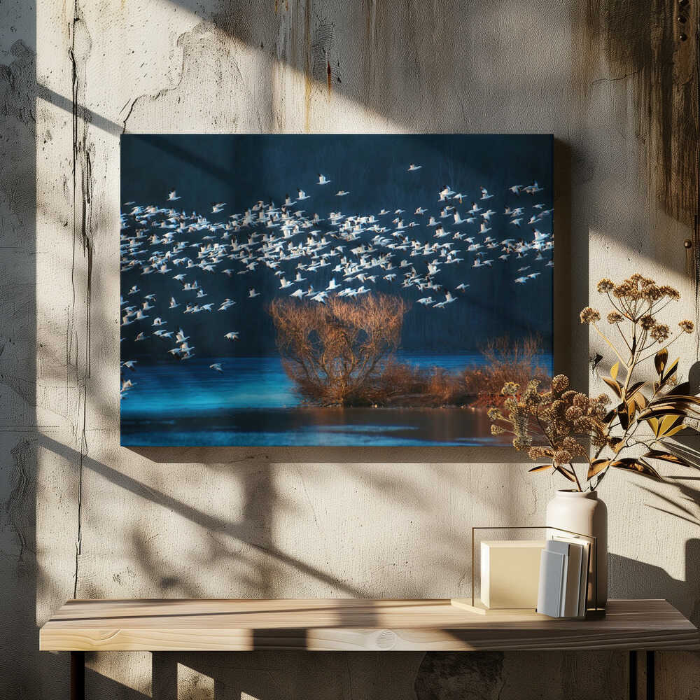 Snow Geese Migration