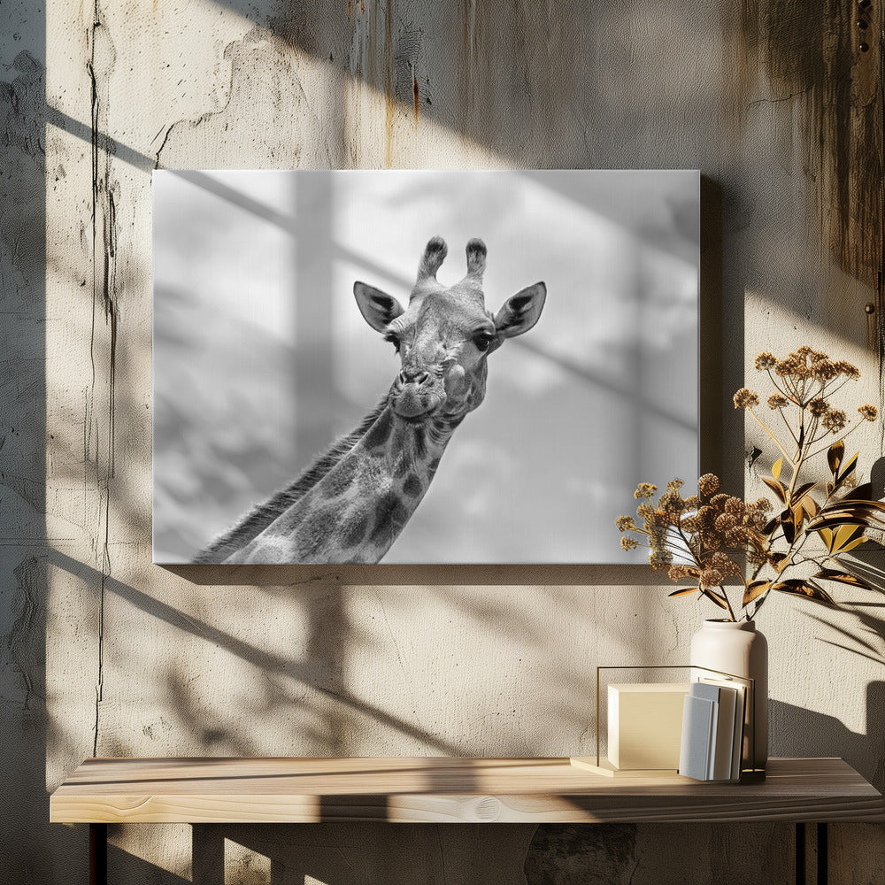 The giraffe - Wildlife V