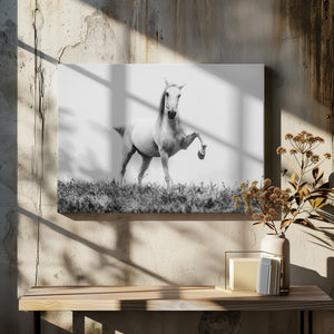 Art Prints of a short story about white beauty