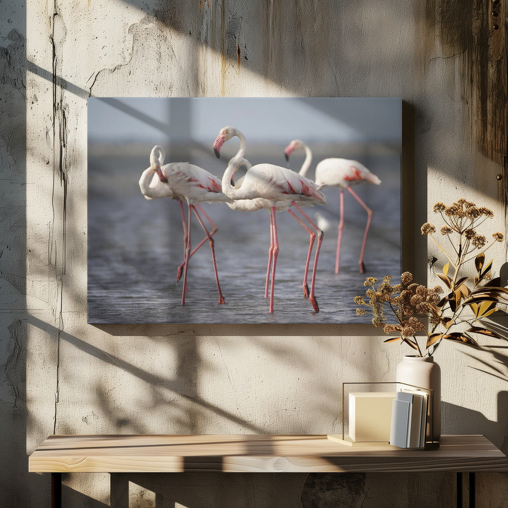 Flamingos from Provence