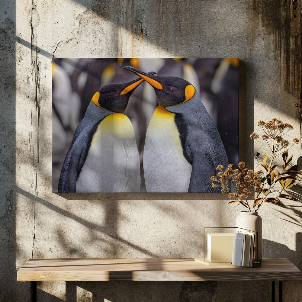 King Penguins in Snowy Day