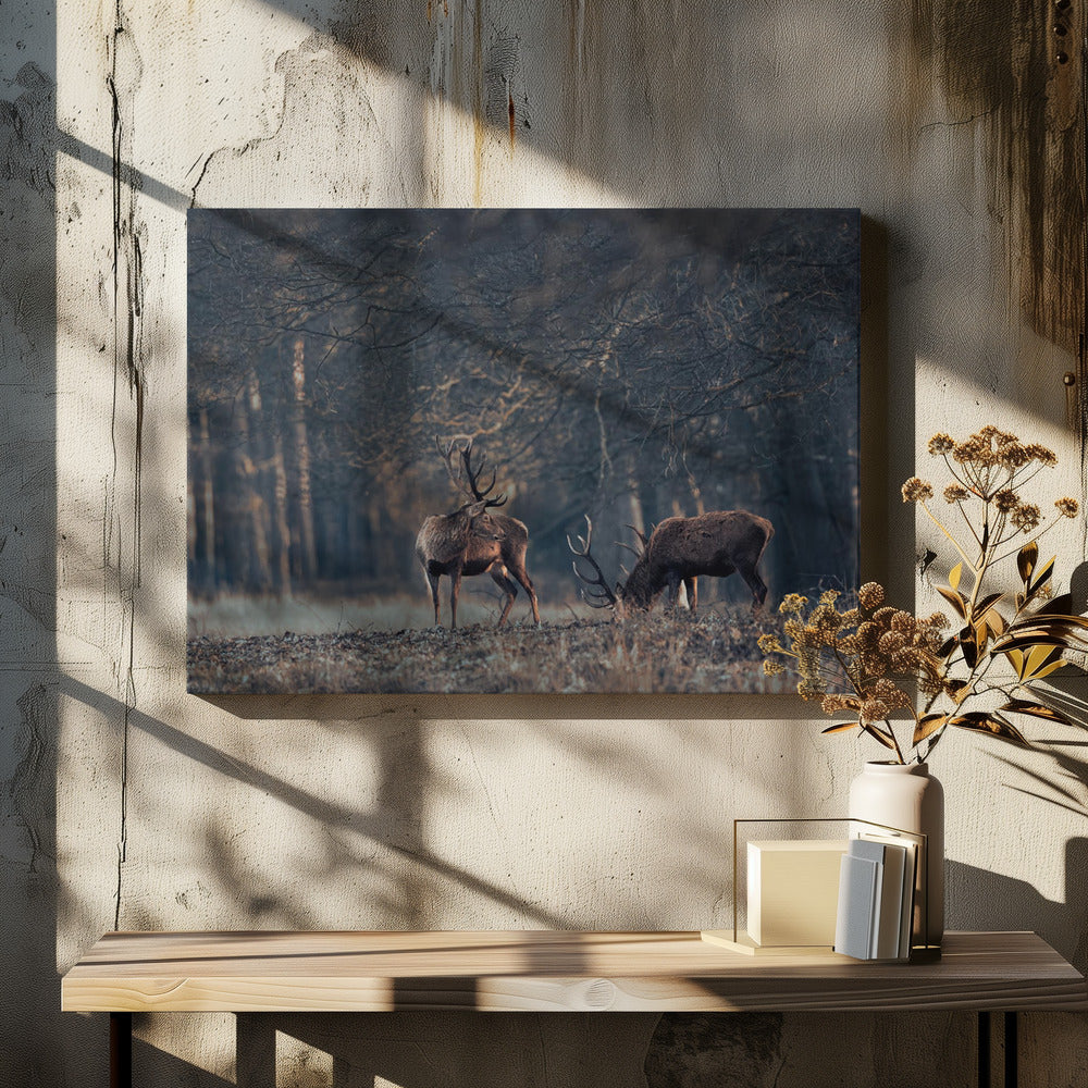 Antlers grazing together