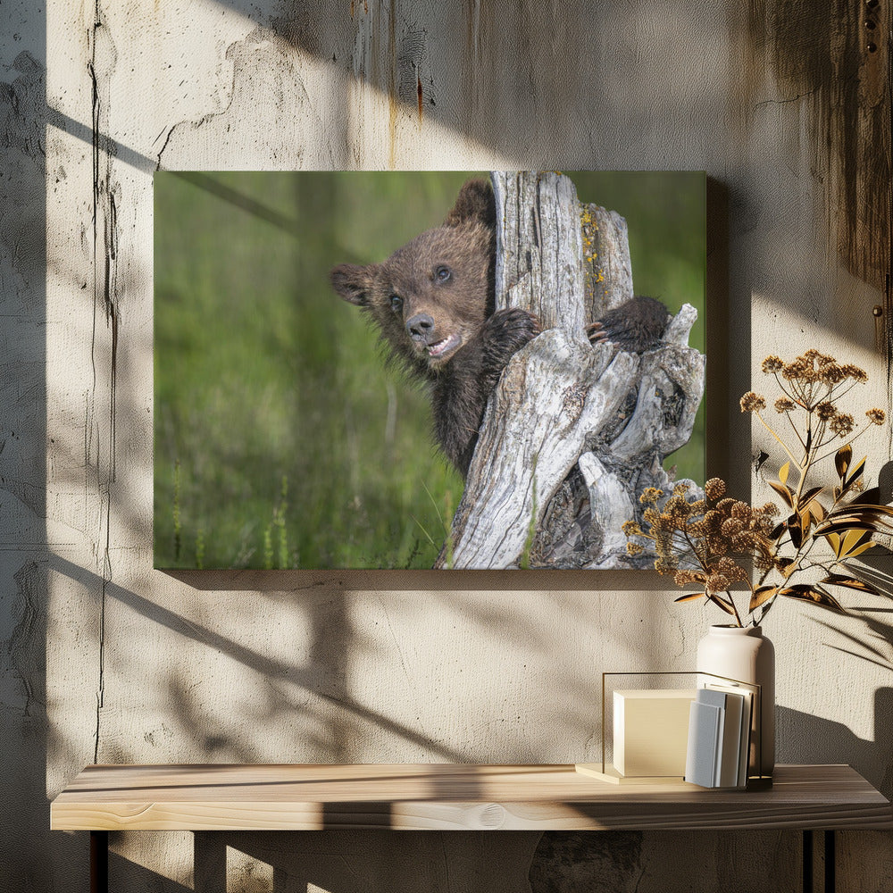 The adorable grizzly bear cub