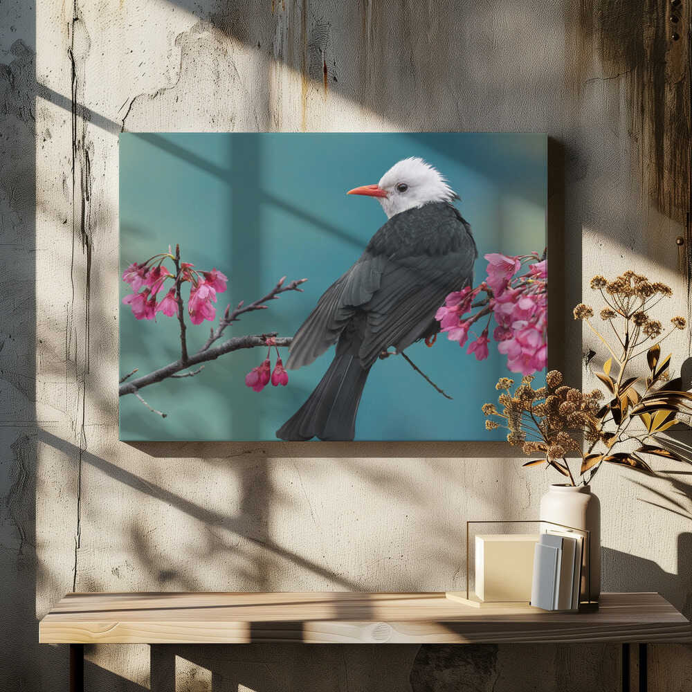 White-headed black bulbul