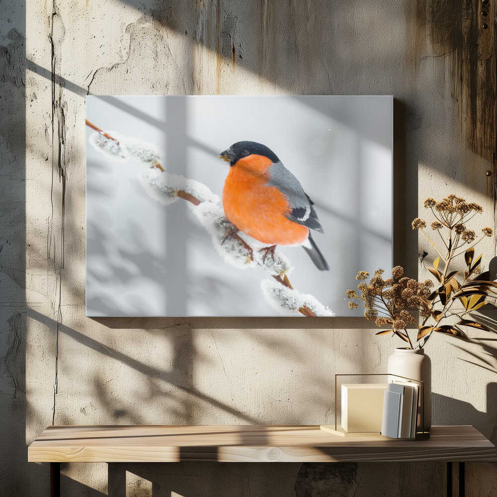 The bullfinch.