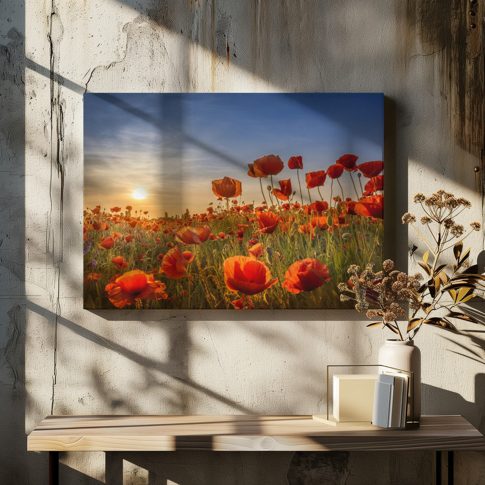 Poppies in the sunset