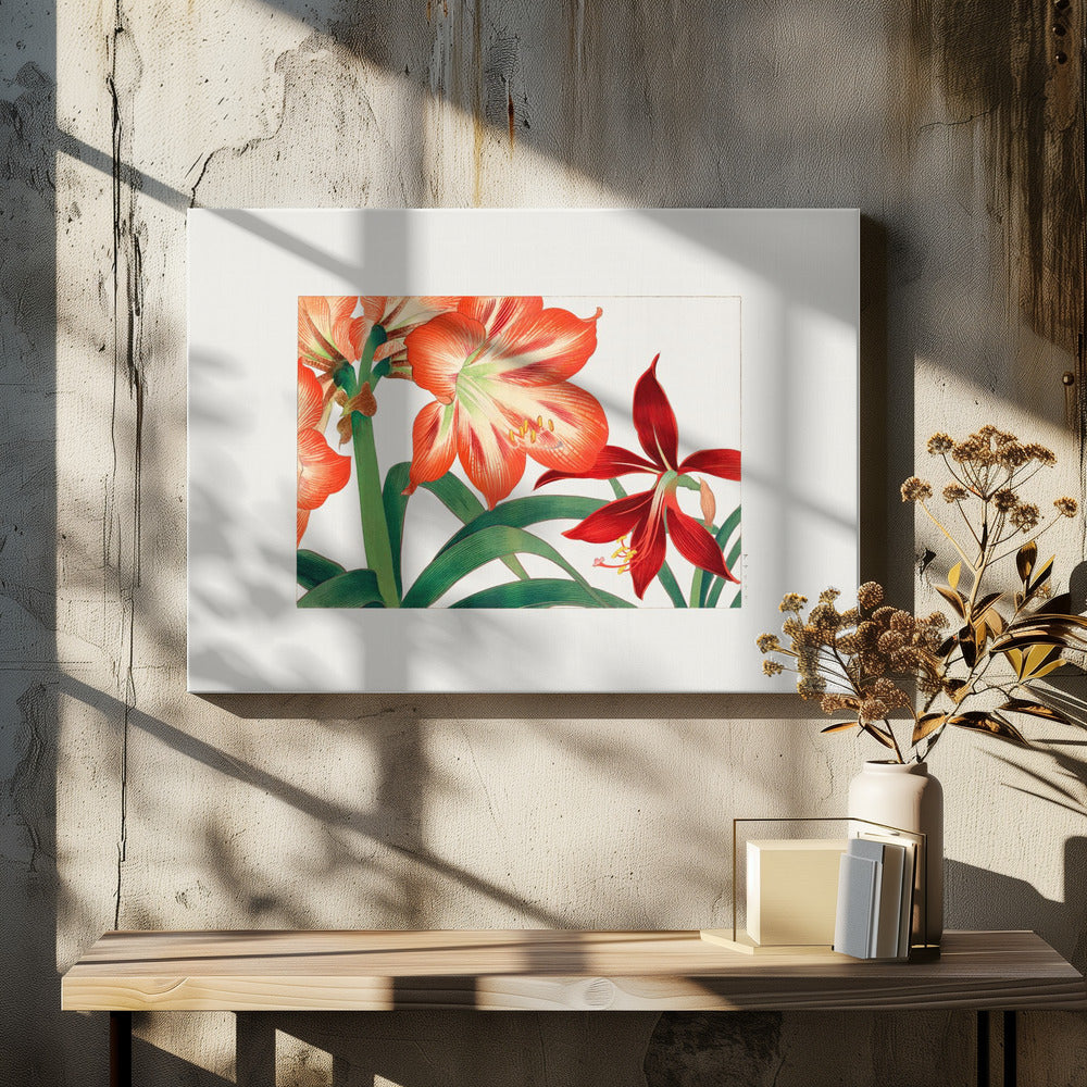 Vintage Amaryllis Flower