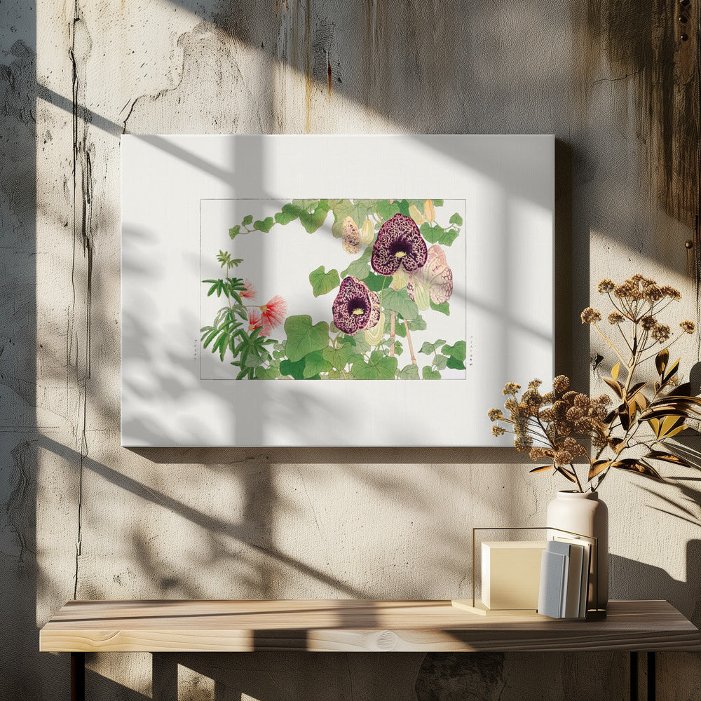 Albizia & Aristolochia Flower