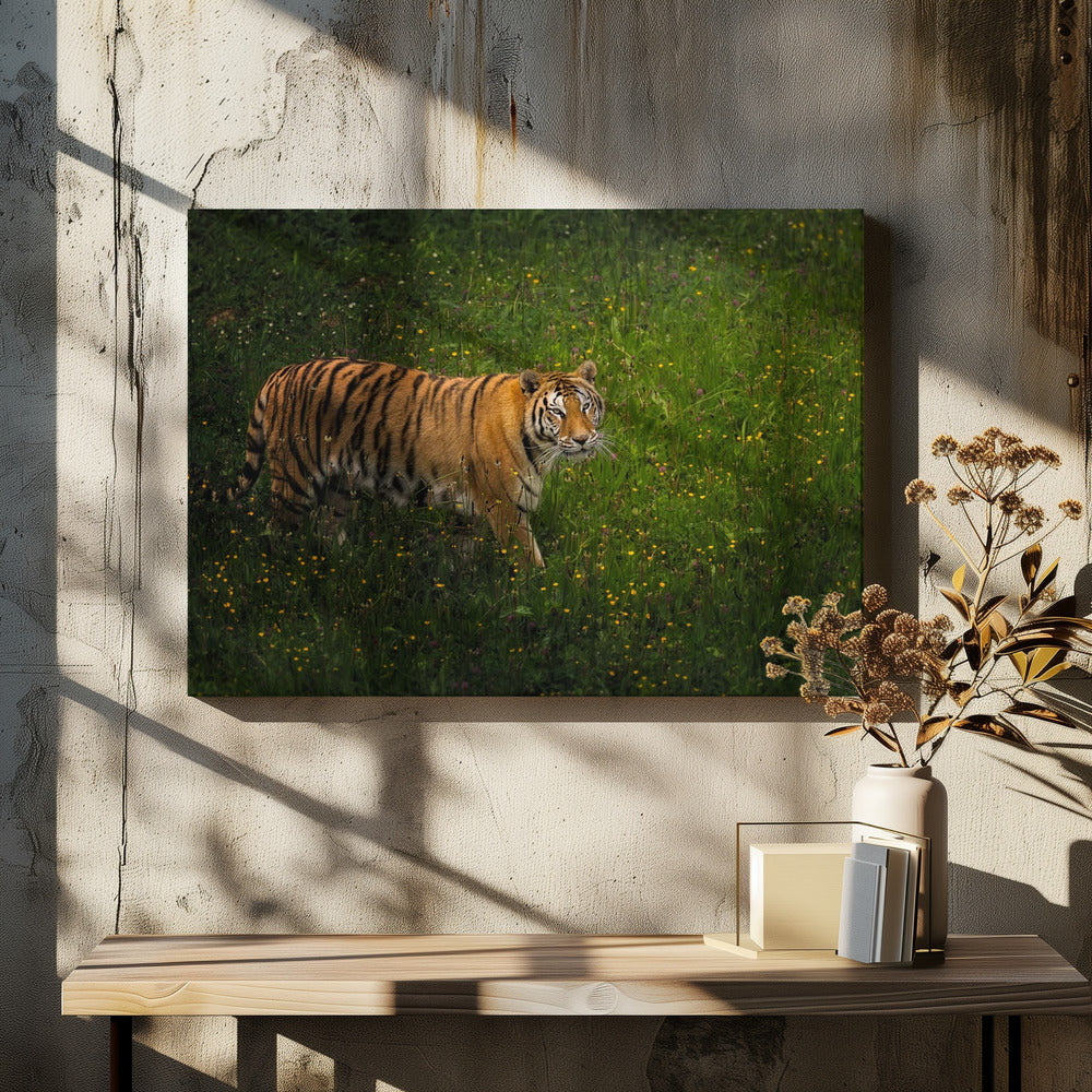 Spring time!! Panthera Tigris 7R54380