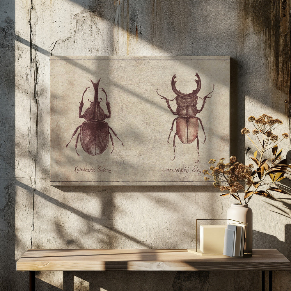 Beetle Illustrations