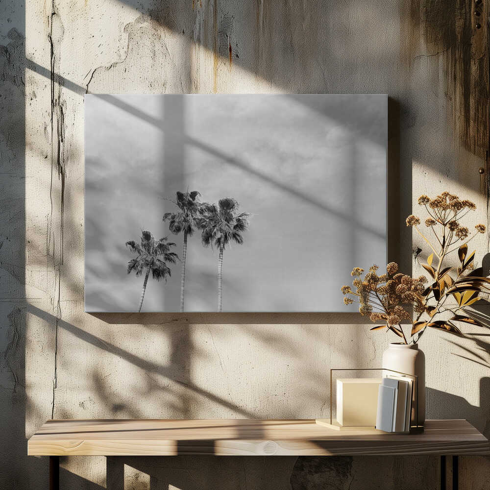 Black and White Palm Trees