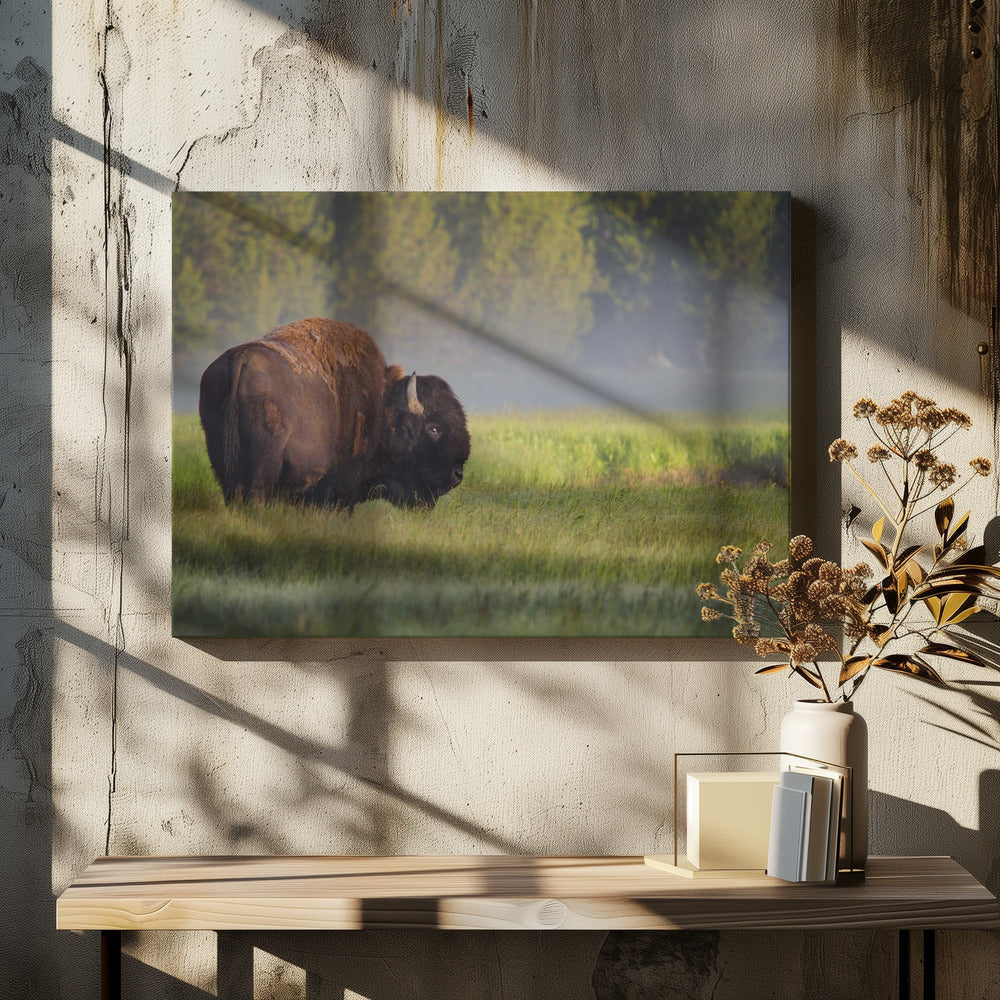 Bison in Morning Light
