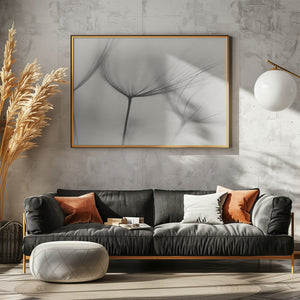 Art Prints of Tragopogon