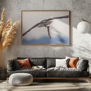 Art Prints of Ospery